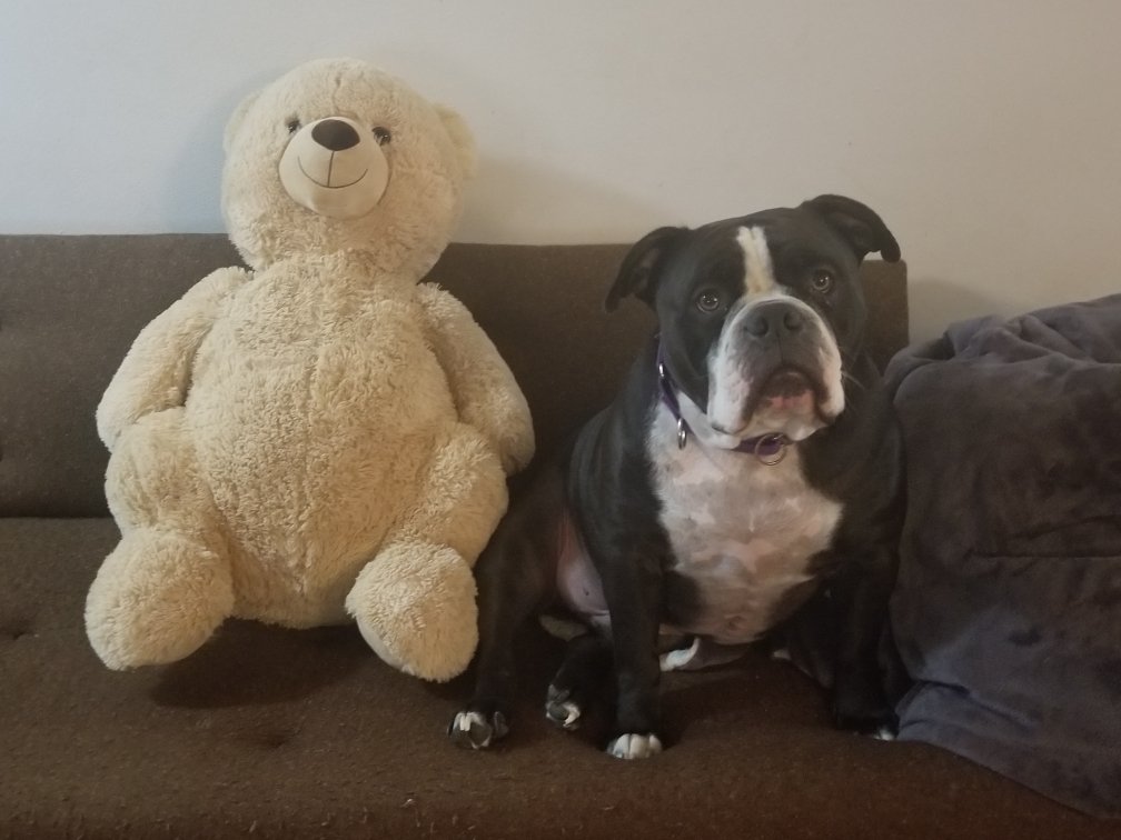 MagooPossum's tweet photo. @TheBoysTV. #InsideTheBoys #TerrorChallenge. Possum and Humpin Bear https://t.co/27FTxXwXbG