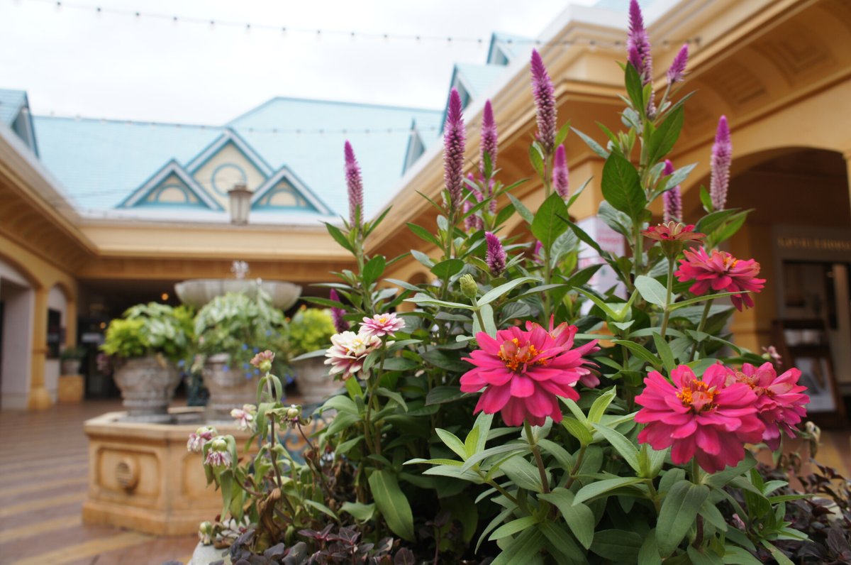 イクスピアリ 公式 A Twitter イクスピアリにも秋が訪れています イクスピアリの街中に咲く花も すっかり秋の装いになってきました 秋風を感じながらお散歩をすれば 何か新たな発見があるかも お散歩の後はカフェやレストランでひと息ついて 秋の味覚を