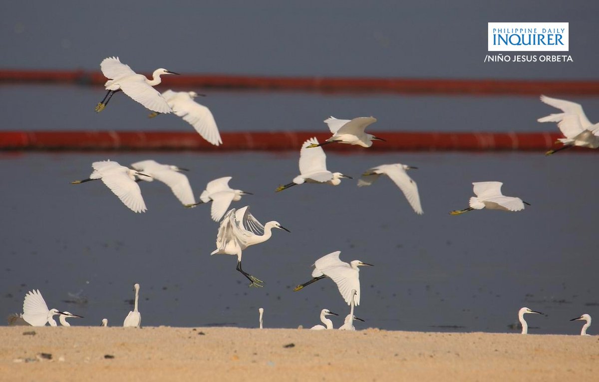 LOOK: A flock of little egrets (Egretta garzetta) gather at the shoreline of the white sand or crushed dolomite along Manila Bay in Roxas Boulevard on Saturday, on #InternationalCoastalCleanUpDay, September 19, 2020.
📷:Niño Jesus Orbeta/Philippine Daily Inquirer