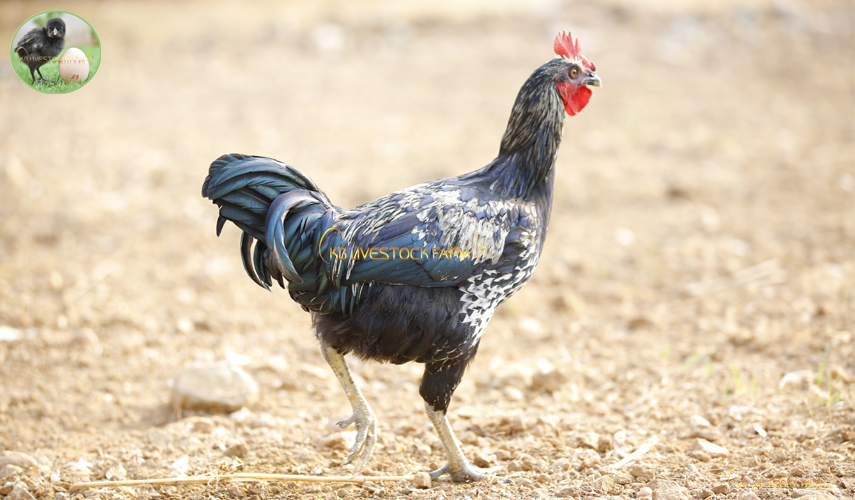 Types of Feed for Chickens :-
2. The By-products of grain (such as wheat middlings, shorts, bran, barley meal, oat flour, oat middlings, and oat feed) plays a key in poultry feeding. #kadaknath #desi_chicken #poultry_Farm #kb_livestock_farm #Healthy_Chickens #chicken_waste