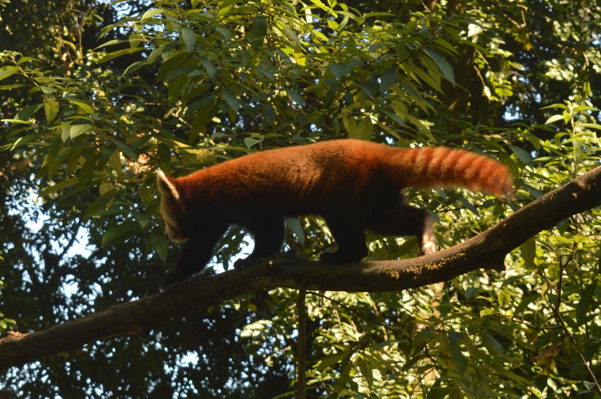 Happy International Red Panda Day 
This was my first sight of this beautiful animal at Darjeeling Zoo in 2016. #FirstPanda #IRPD2020 #SaveTheRedPanda