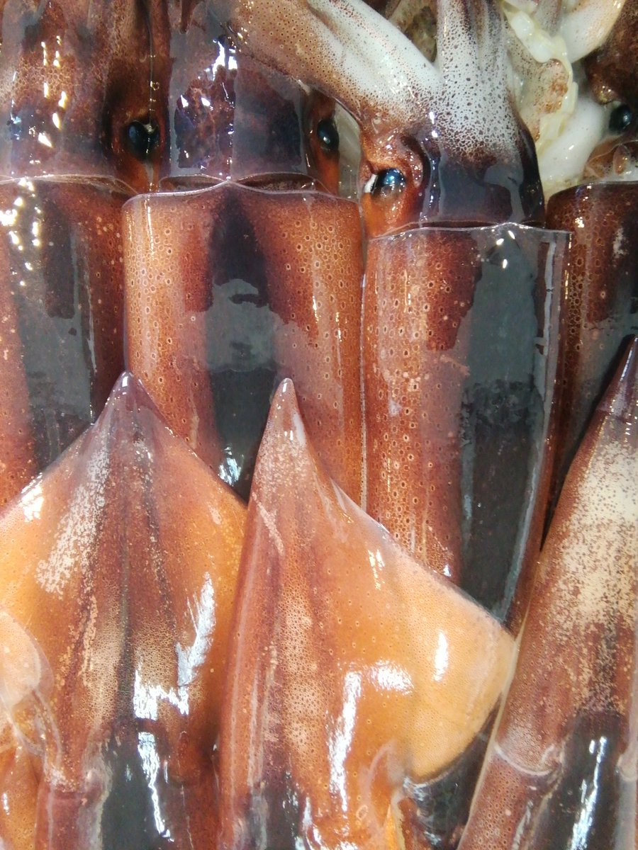 魚久 日野市の魚屋 南平のさかなや魚久です スルメイカ コアジ ホヤ イワシ 小さめ サバ イシモチ エボダイ イサキ 舌平目 サザエ 殻ホタテ 銀ダラ 生鱈 生鮭 ブリ サワラ 太刀魚 アナゴ 中塩紅鮭等入荷してます スルメイカ コアジ 魚久 日野市の魚屋 南平のさかなや魚久です スルメイカ コアジ ホヤ イワシ 小さめ サバ イシモチ エボダイ イサキ 舌平目 サザエ 殻ホタテ 銀ダラ 生鱈 生鮭 ブリ サワラ 太刀魚 アナゴ 中塩紅鮭等入荷してます スルメイカ コアジ
