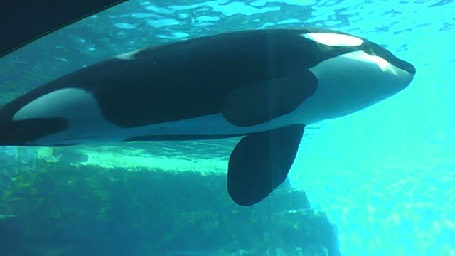 Ayarca 昨日名古屋港水族館へ行ってきました アースくんをやっと初めてメインプールにて見ることができました 久しぶりの3頭家族でのシャチは迫力がありました 名古屋港水族館 シャチ ステラ リン アース