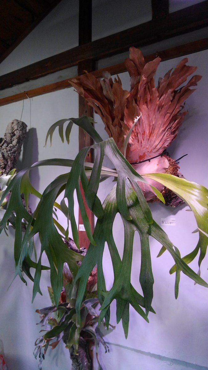 ビカクシダ ゴジラ P. 'GODZILLA' 【公式通販】