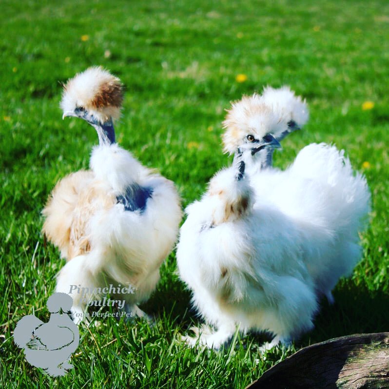 PipinchickP's tweet photo. We have really grown to love Showgirl Silkies, just looking at a flock of them chickening about brings so much joy, they’re just soo funny! 

 #showgirlsilkie #sassychicken #petchickens #gardenpoultry #chickenmad #pipinchickpoultry https://t.co/UjeZ9aZXPB