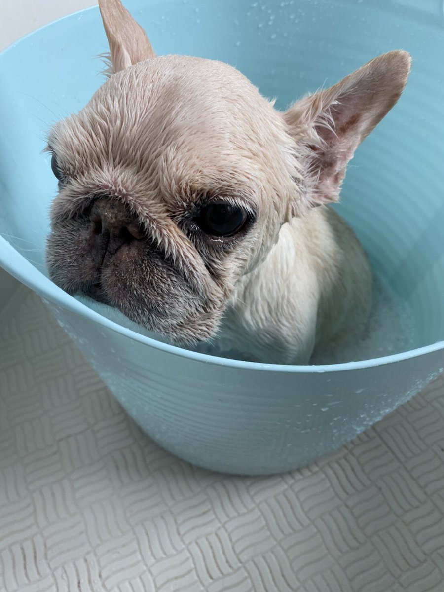 爺様湯加減いかがでしょうか？☺️

#フレブル #フレンチブルドック #frenchbulldog #frenchie 
#frenchsociety #bulldog #frenchbull #frenchbully #犬好きな人と繋がりたい 
#犬好きさんと繋がりたい