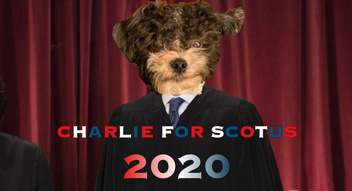 WayneFDuke's tweet photo. @realDonaldTrump @senatemajldr Please consider my SCOTUS nominee. He is a graduate, he’s young and can serve for many years, and his mental capacity is similar to your own. Please nominate Charlie for SCOTUS! #SCOTUS #CharlieForSCOTUS #CharlieForSCOTUS2020 #RBG #RIPRGB https://t.co/OhYdMtuWDe