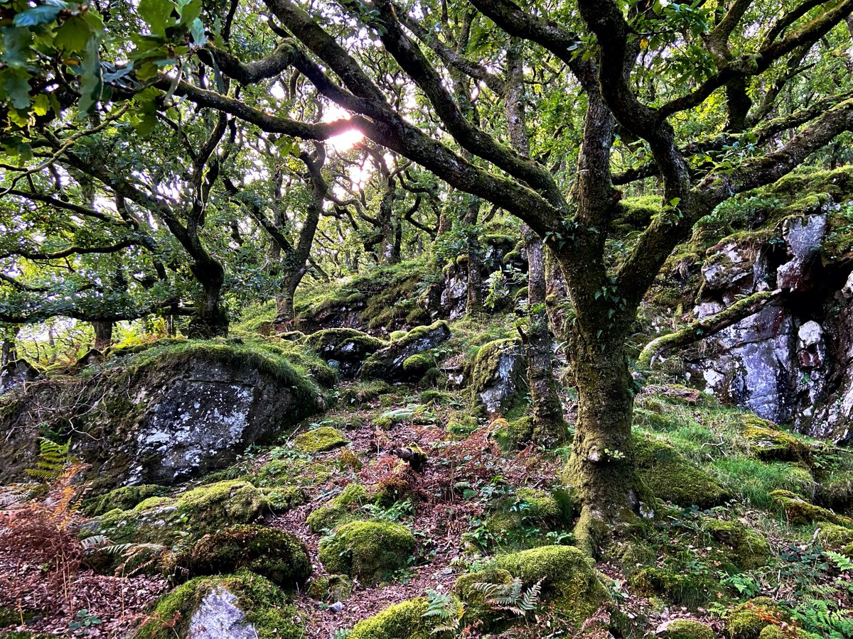 chrisb_somerset's tweet photo. Some pics of our walk through Doone Valley yesterday. #exmoore #lornadoone #literarytrails #SaturdayMotivation https://t.co/gw0AANrHvb