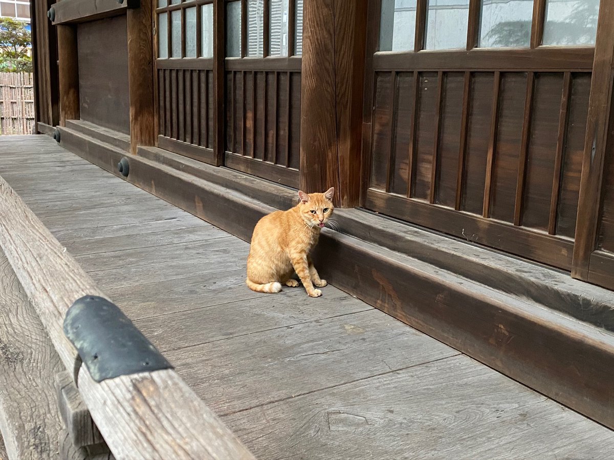 BAR13644426's tweet photo. 【今日の野良ニャンコ①】
店主の好き
猫🐈、犬🐶、動物全般大好き
野球大好き『元高校球児』
ジャイアンツ大好き
楽しい事笑う事大好き

#今日のニャンコ　#猫好きさんと繋がりたい 
#野良猫  #猫かわいい　#動物好きな人と繋がりたい  #野球好きと繋がりたい https://t.co/jBBM3A9DAb