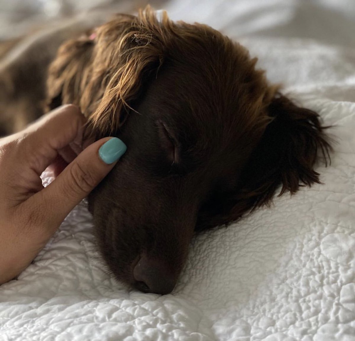 FoxandBark tweet media