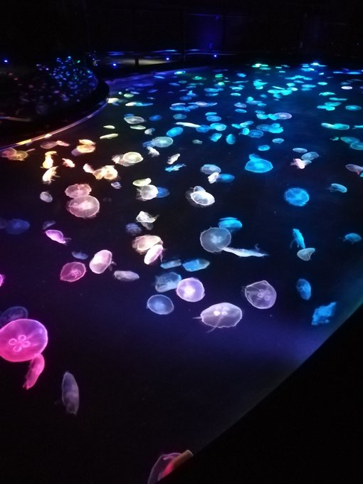 すみだ水族館 混雑回避の裏ワザ総調べ を狙えば週末も快適 Omoshiro Factory お出かけ情報 ドラマ エンタメ系サイト