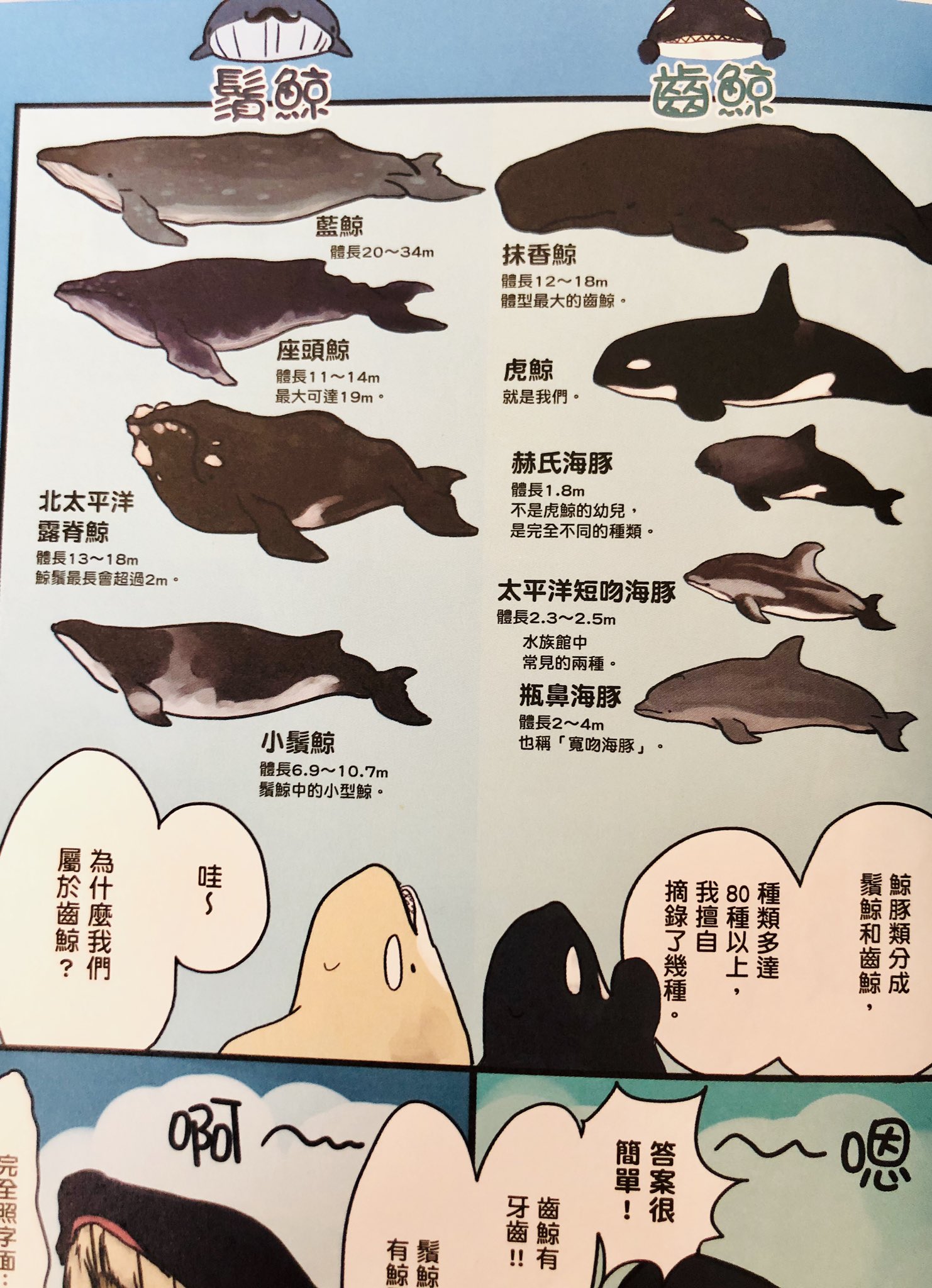 まつおるか 新刊発売中 だいぶ前なんですけど 海のどうぶつが可愛すぎて の繁体字版が発売されて見本いただいてました おるかちゃんとシャチ郎が漢字まみれで喋ってて感動しましたあとシャチって虎鯨って書くんすナァ 言葉の違い見ててめちゃ