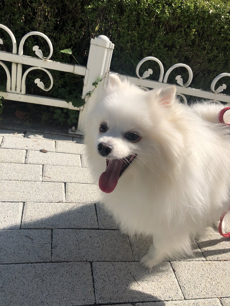 흰둥이 tweet media