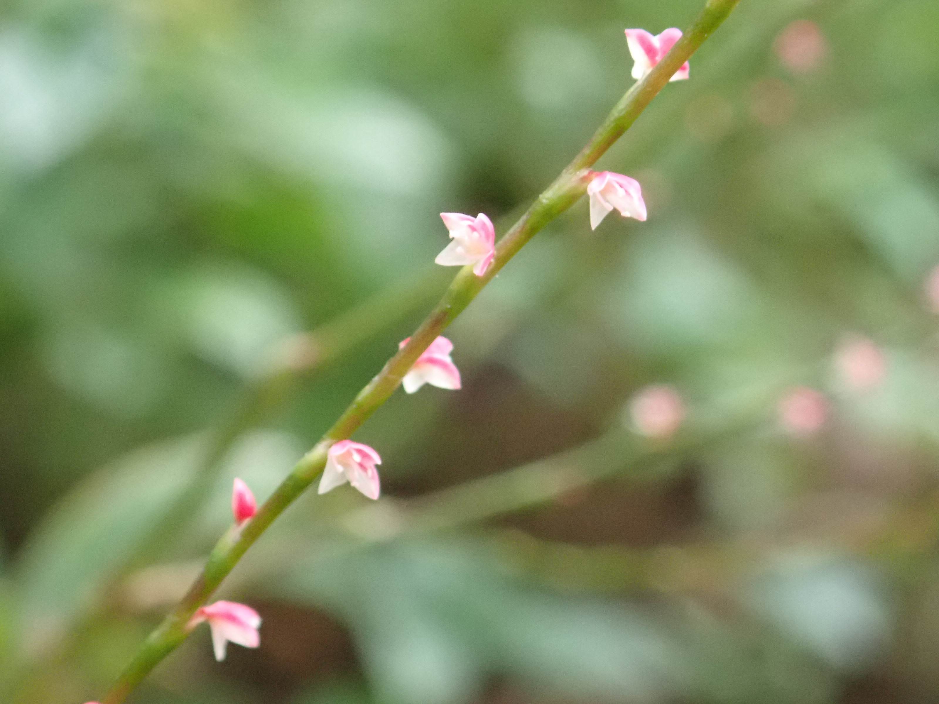 神代植物公園 ニュース スタッフより 園芸係 山野草園ほか 園内各地でミズヒキの花が咲いています ミズヒキ は 日本全土に自生するタデ科の植物 名前は 花序を上から見ると赤く 下からみると白く見えることを水引に例えたもの 写真は ミズヒキ