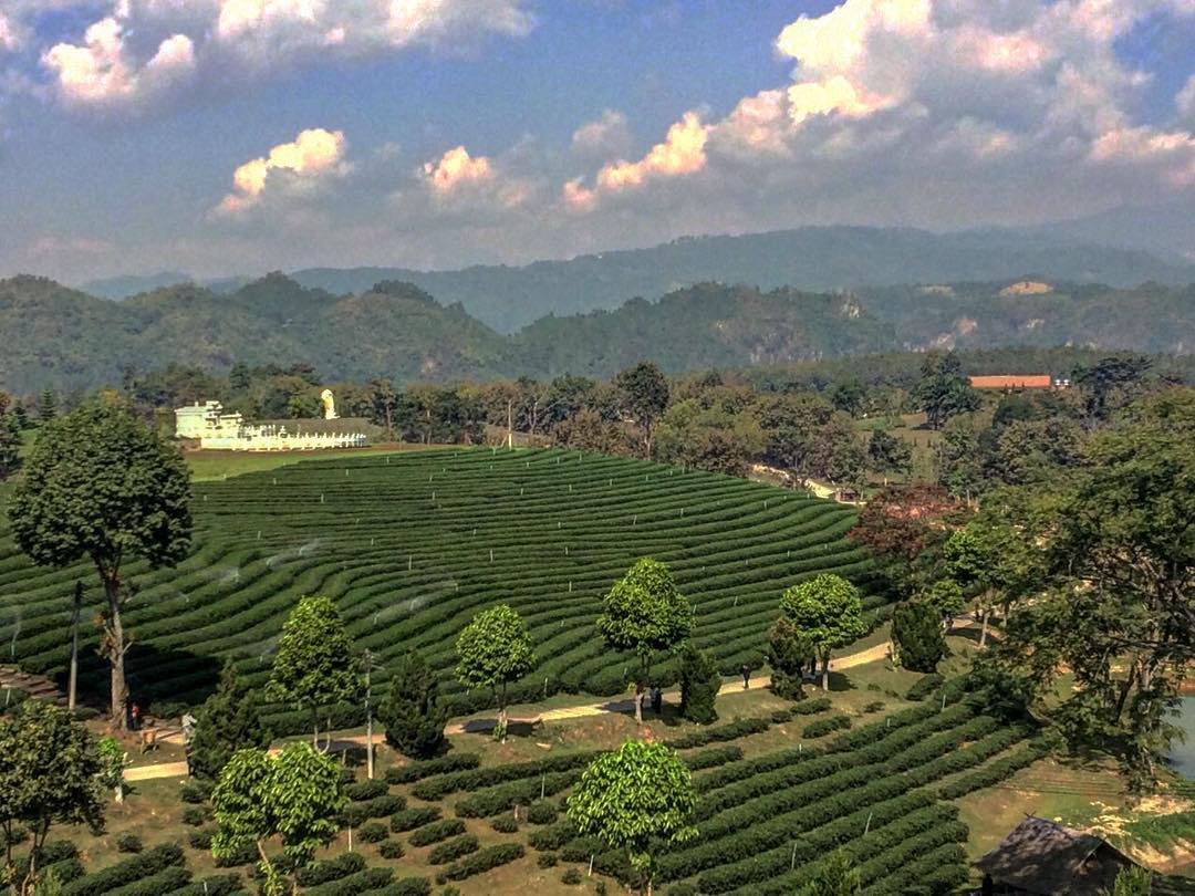mrvoyage1's tweet photo. Plantation de thé Choui Fong #chouifong #chouifongteaplantation #chiangrai #chiangraithailand #chiangraitrip #bkk #bangkok #thailand #thailande #thaïlande #instatravel #worldtraveler #travel https://t.co/cHuOpqqfjq