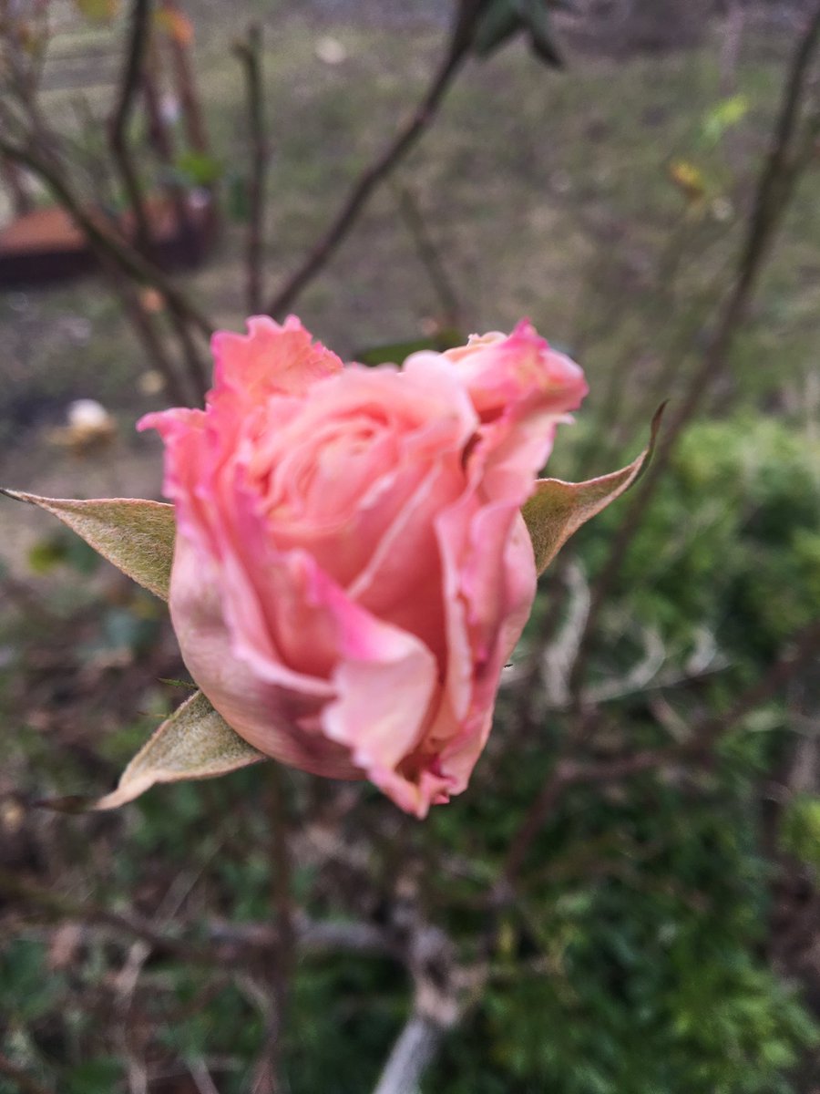 Göremediğimiz bilemediğimiz tüm güzelliklere

___Günaydın Cumartesi 🌹