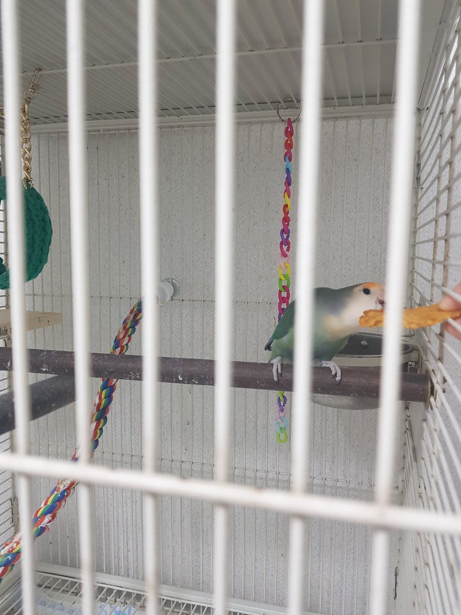 만들었는데 모양이...ㅋㅋㅋ
냄새까지는 내가 먹고 싶을 정도로 진짜 합격이었는데.. 그래도 잘먹어줘서 고마워😍

#앵무새 #청금강 #모란앵무 #parrot #쿠키 #macaw