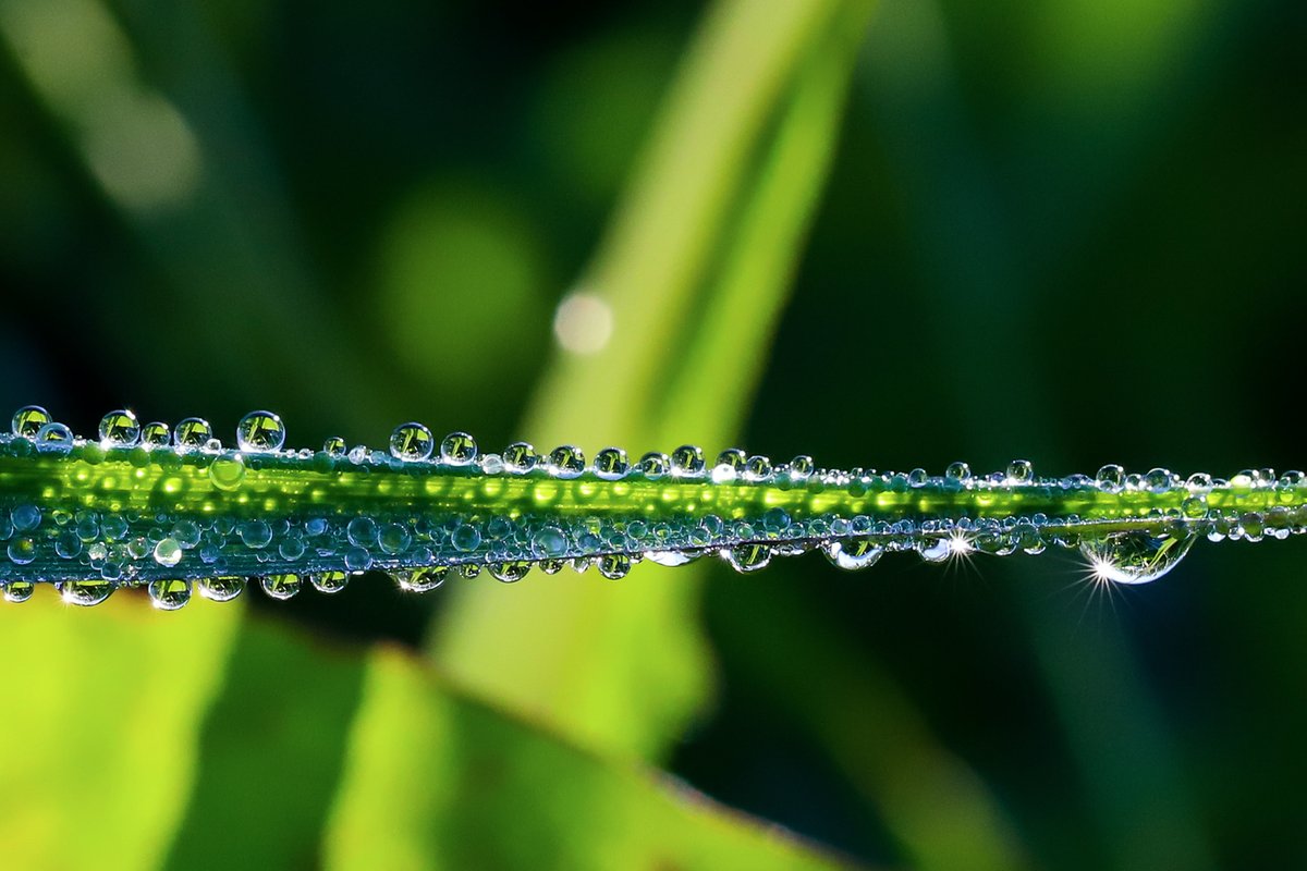 Blipfoto's tweet photo. Yes it's that time again!
Check out this week's #BCSplash of dew drops on an autumn morning created by the talented #blipper päivi.
Want to be part of our photo community?
Join us today at https://t.co/2XvaJAiGuc. It's friendly, FREE and great fun! #SaveYourLife #Onedayatatime https://t.co/bOkxb8cFug