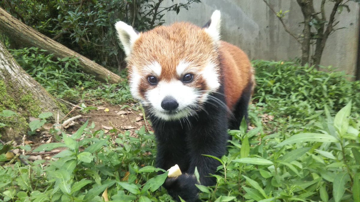 埼玉県こども動物自然公園 公式 国際レッサーパンダデーを決めたred Panda Networkも紹介しておかなくては 彼らはネパールにすむレッサーパンダを中心に保護や啓もう活動をおこなっています 英語のサイトなので読むのが大変ですが ぜひgoogle翻訳