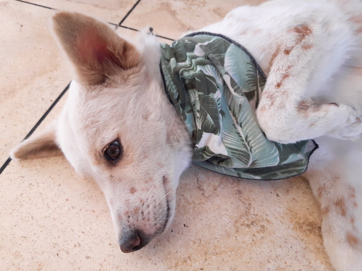 バリ犬