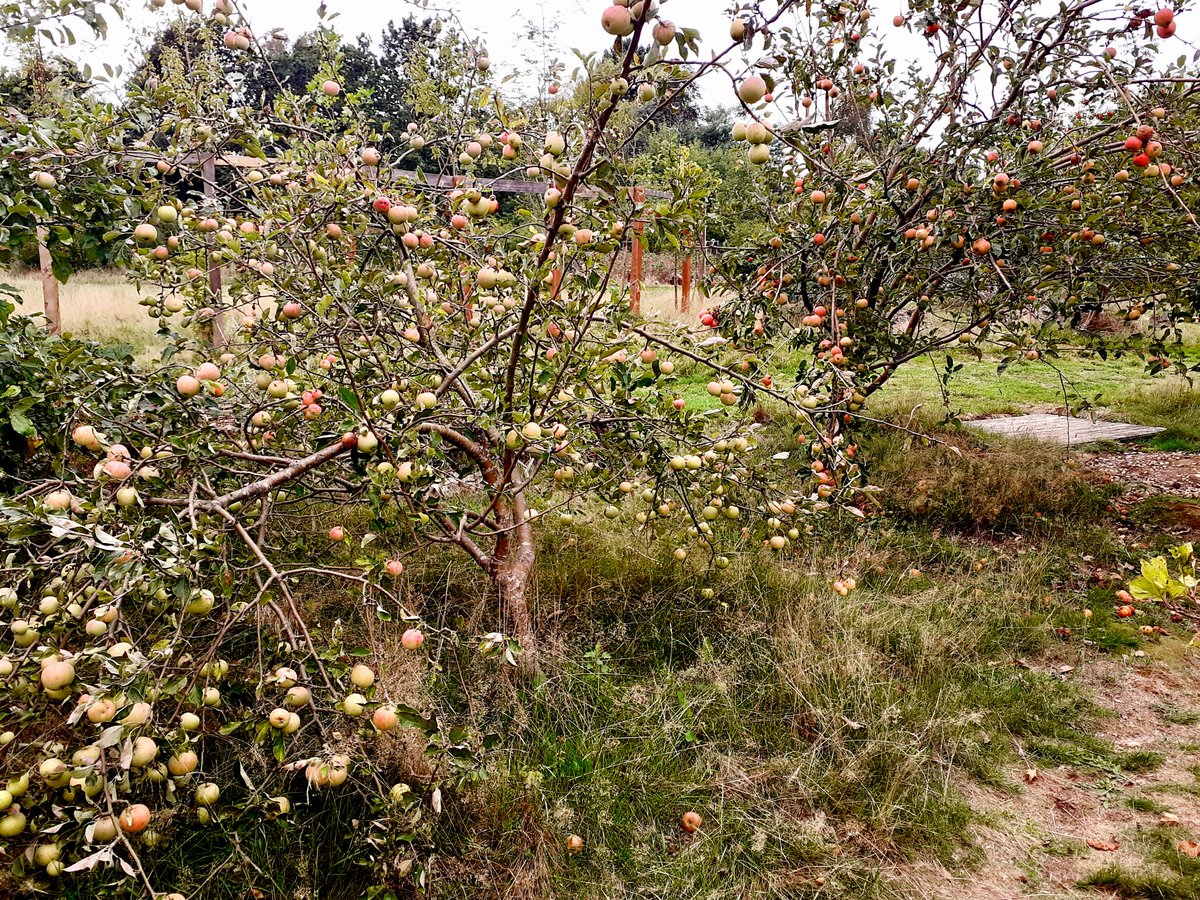 Lordship Hub Co-op (@lordshiphub) on Twitter photo TREE PLANTING - LORDSHIP REC OCT 3rd
Plant a fruit tree, and help care for it. Opportunity for children, accompanied by adult, to connect with nature. FREE. PRE BOOK at: shaywill@fastmail.co.uk or text 07757333202.
Part of Tottenham 'Mini' Flower & Produce Show at Lordship Hub TREE PLANTING - LORDSHIP REC OCT 3rd
Plant a fruit tree, and help care for it. Opportunity for children, accompanied by adult, to connect with nature. FREE. PRE BOOK at: shaywill@fastmail.co.uk or text 07757333202.
Part of Tottenham 'Mini' Flower & Produce Show at Lordship Hub