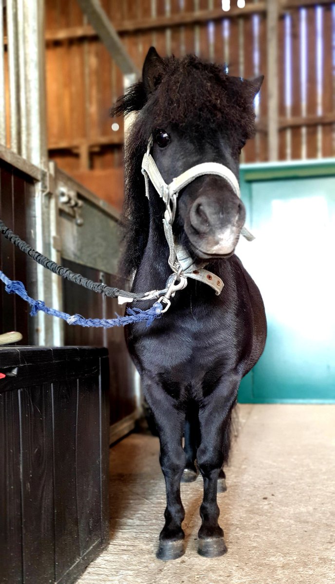 KAPshowjumping's tweet photo. Too cute to not take a picture 😍 #minipony #costatheminipony #cute #minianimal https://t.co/P5Goz5g0T0