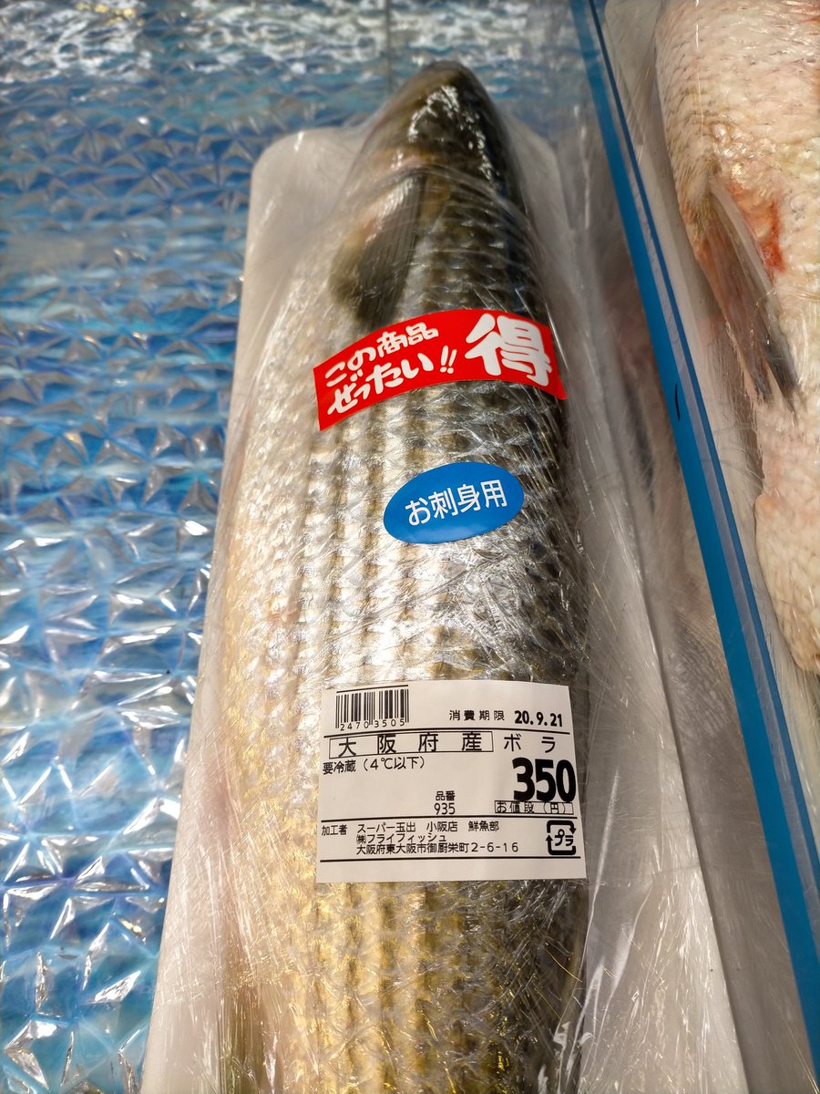 釣りと 冬のボラならまだしも この時期のボラ 且つはらわた抜いてないはホンマに兵器ですね笑 腹裂いた瞬間 部屋中 いや家中に 臭いが拡散されるでしょうw 釣りと 冬のボラならまだしも この時期のボラ 且つはらわた抜いてないはホンマに兵器ですね笑 腹裂いた瞬間 部屋中 いや家中に 臭いが拡散されるでしょうw