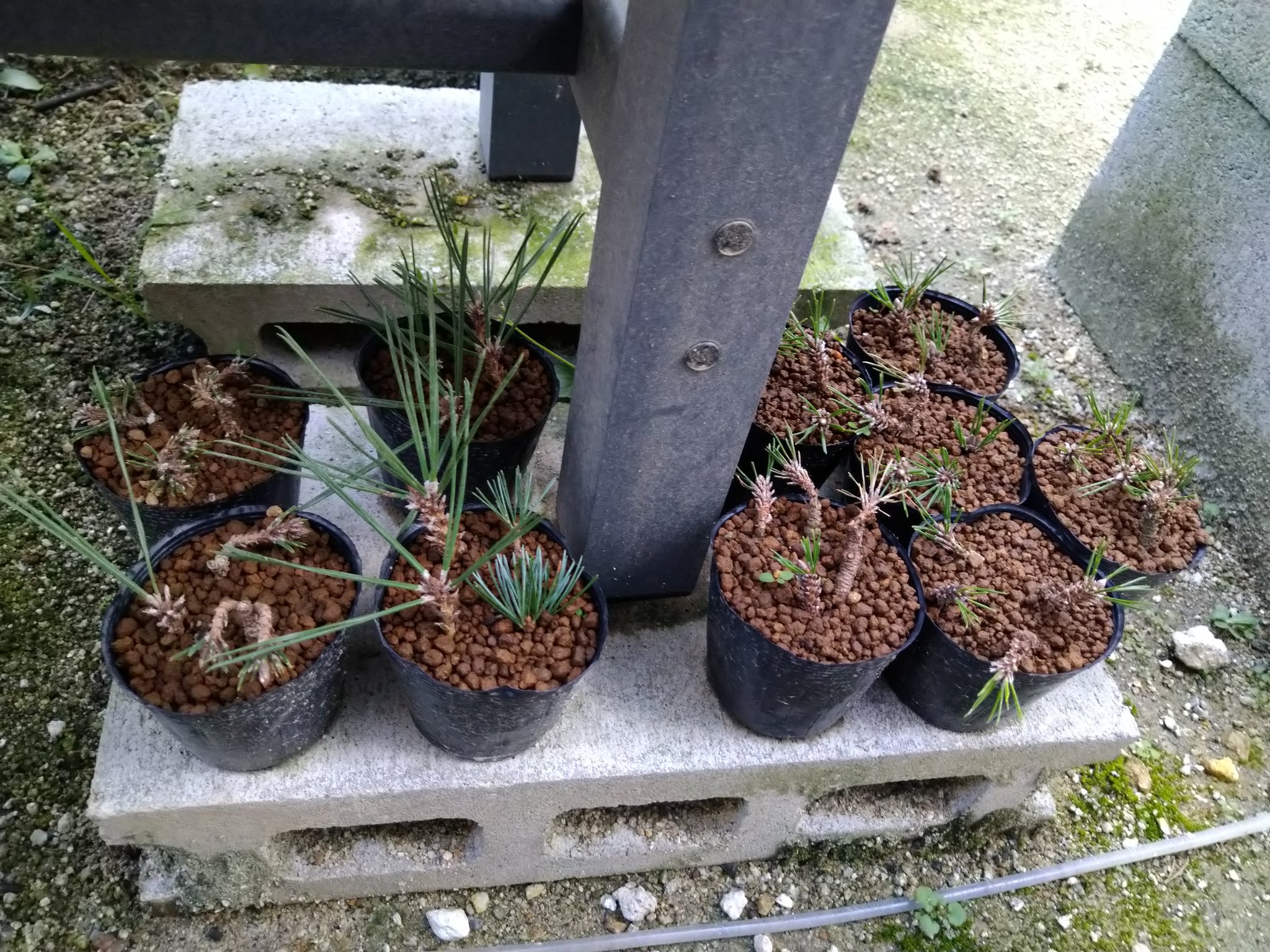 盆栽星人 松マニア 挿し木達 宮島五葉松 千寿丸 千寿姫 黒松 とりあえず3週間は生存 枯れるときは急にくるからなぁ とりあえず一本でも発根期待