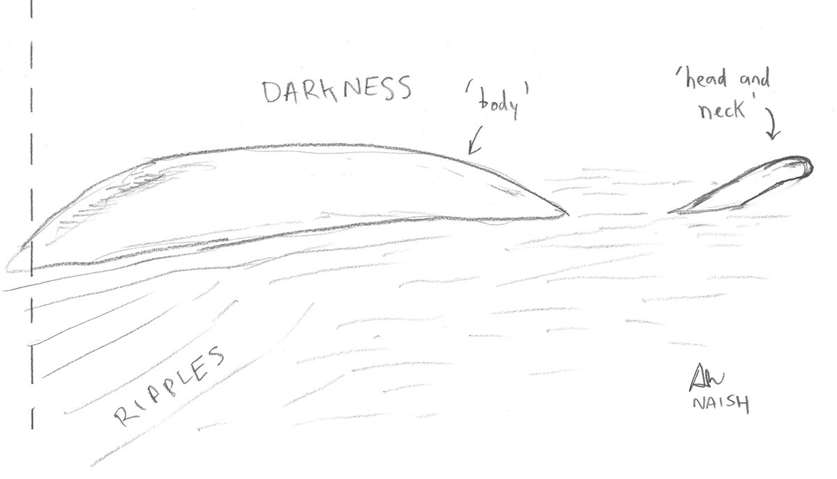 A small, slender head and neck (with no obvious head/neck junction or change of angle at the junction) projects out of the water a short distance ahead of the body…