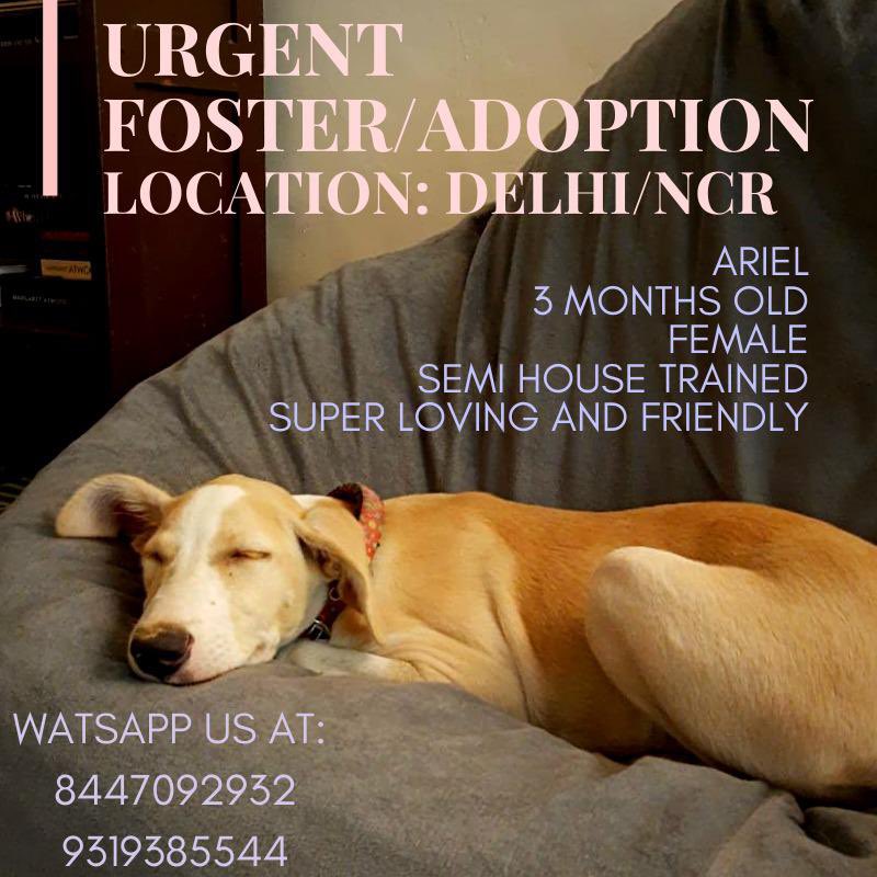 People For Animals India tweet media