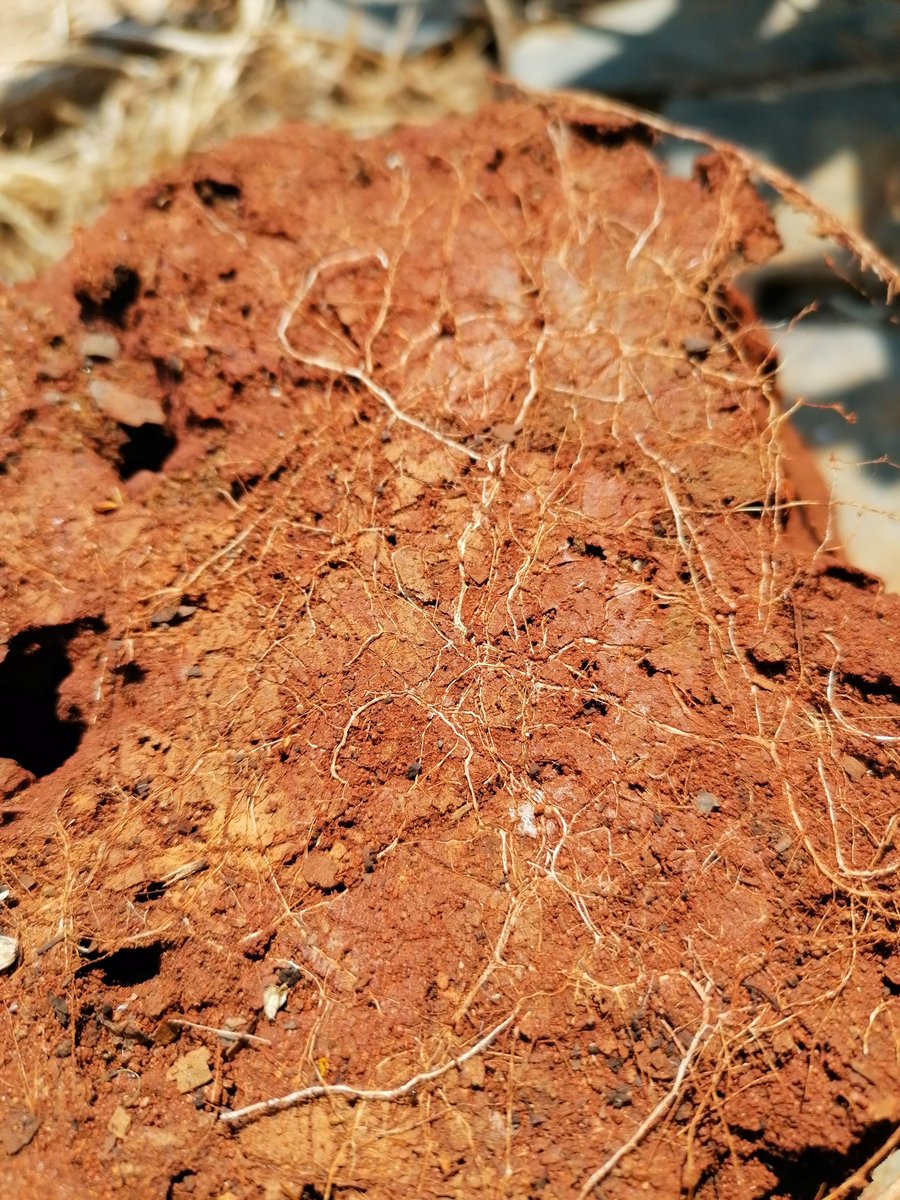 We'll start where (most) plants start their lifecycle: The soil