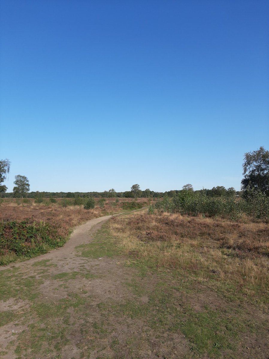 pieterroskam's tweet photo. #Heideloop Ermelo gelopen vanmorgen. Eerste #trailrun sinds lange tijd. Coronaproof starten is ideaal. Startnummer thuis op doen, auto parkeren bij start, direct over de mat en lopen. #hardlopen #loopgroep2000 https://t.co/CvTBx3Fn5I