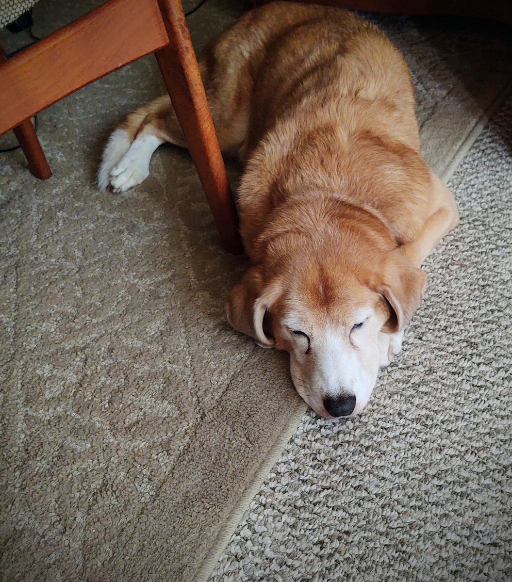 Paintbrush_Tail's tweet photo. It's a beautiful morning for a nap.
#lazysaturday #lazyanyday #dognap #sleepface
πΆπ€π€π€π€π€
@dogcelebration @dogandpuplovers @puppy_snuggles @IngloriousDogs https://t.co/ENvLtrW81F