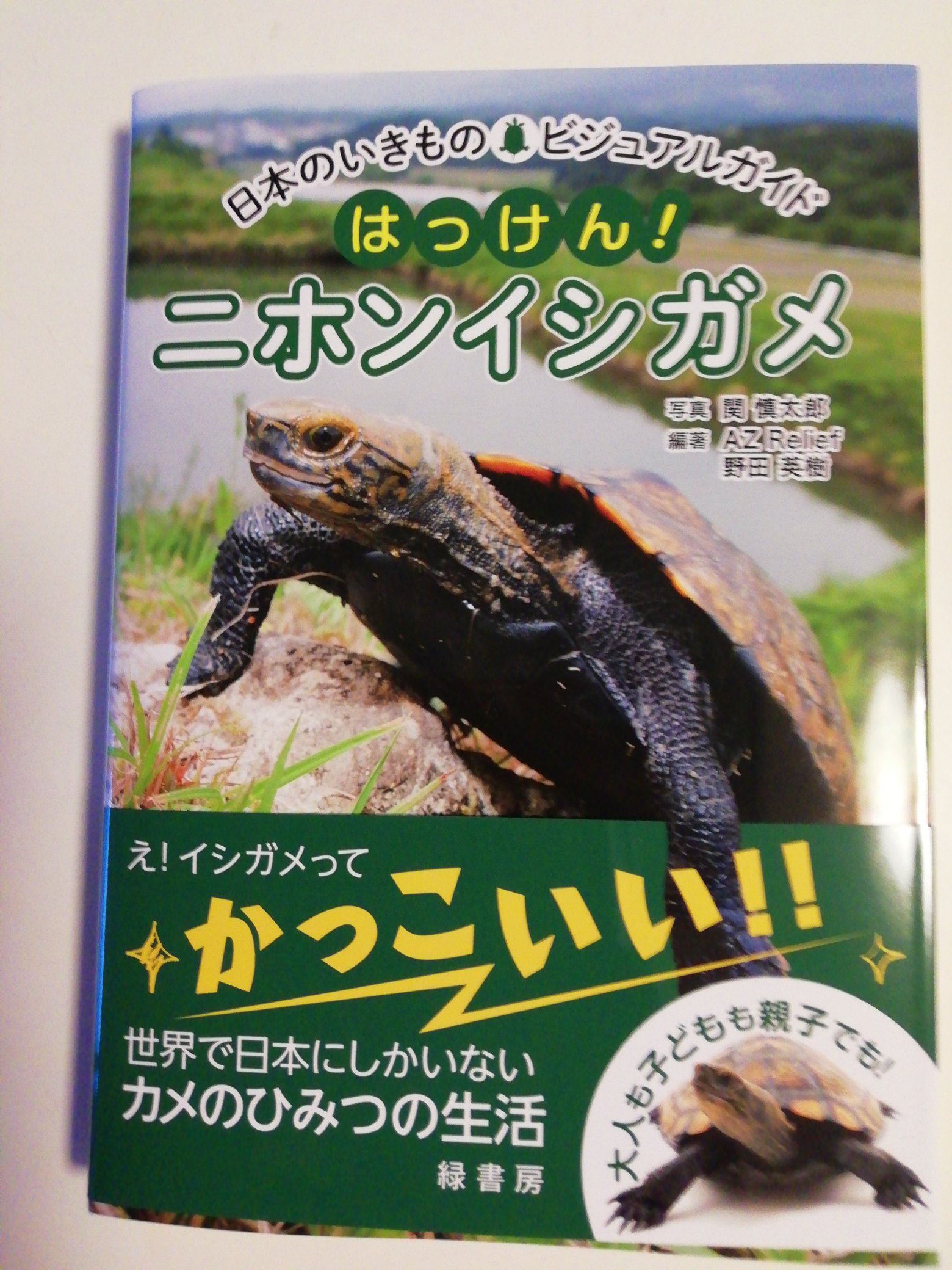 Midori Midori Twitter