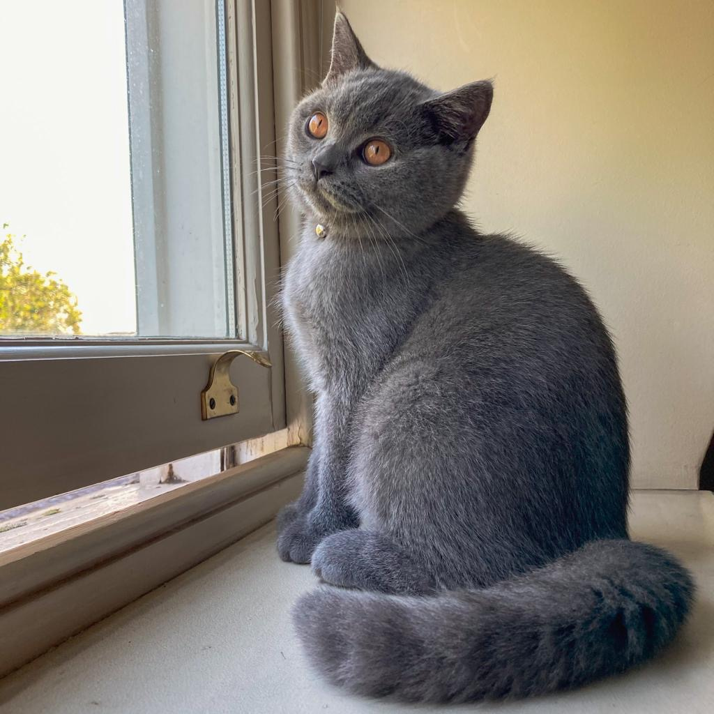 CatPeopleUK's tweet photo. Bao taking in the fact that the cat held by @robertdowneyjr in our last post looked a lot like a younger him. 

#catpeople #catsofinstagram #cats #kitty #instacat #catstagram #catlover #kitten #meow #catoftheday #instagood #instagramcats #photooftheday https://t.co/95yUg2rJlJ