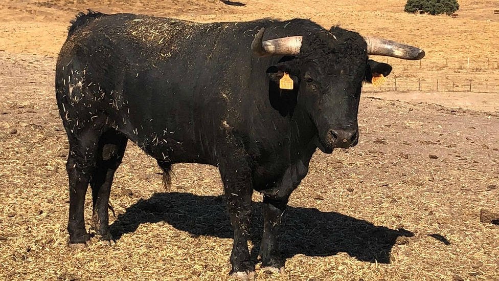 🎲🎲La suerte está echada, NUESTRO LOTE PARA HOY

-2° Irreal. Nº 44. Negro mulato. Guarismo 7. (<a href="/DguezCamacho/">DOMINGUEZ CAMACHO</a>)

-5° Comilón. Nº 21. Negro. Guarismo 7. (<a href="/DguezCamacho/">DOMINGUEZ CAMACHO</a>)

⏰ A partir de las 18:30

📺Retransmisión en directo por <a href="/canalsur/">CanalSur</a> <a href="/eromerotpt/">Enrique Romero</a> <a href="/FcoRuizMiguel/">Fco Ruiz Miguel</a> y <a href="/noelialofer/">Noelia Lopez Fdez</a>