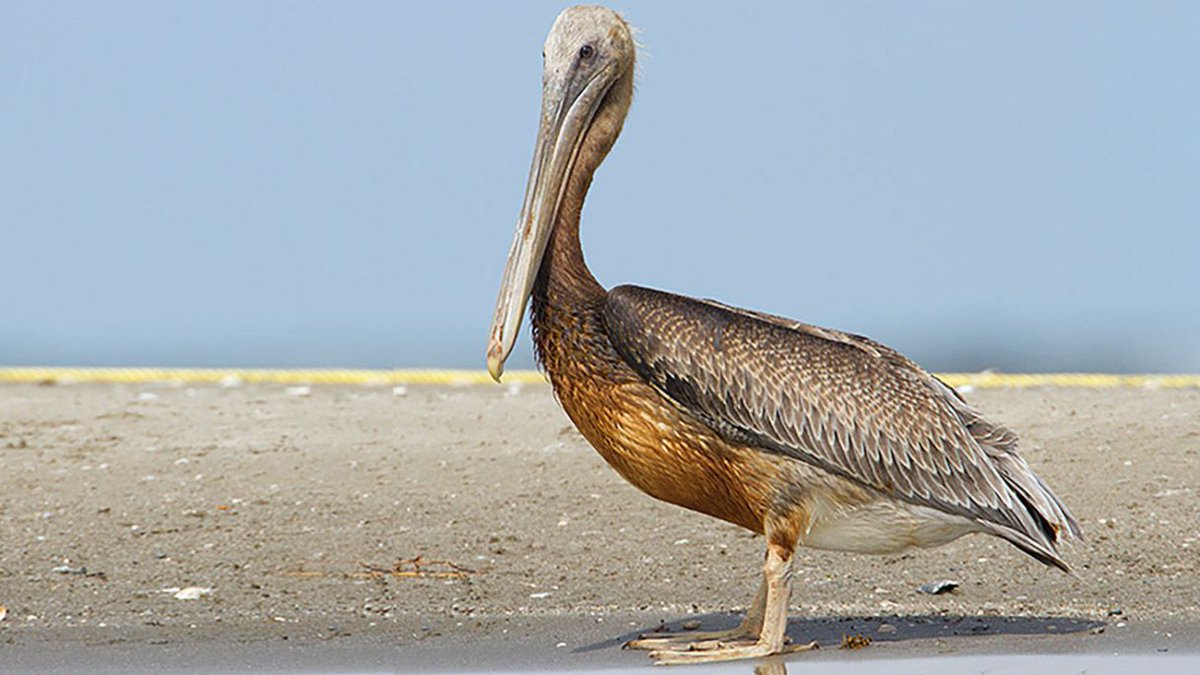 Cornell Lab tweet media