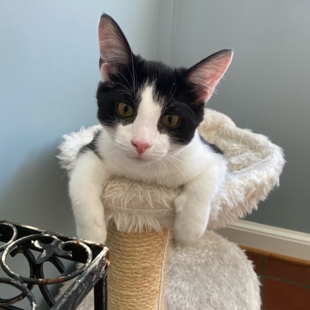 Alexandria Pet Care tweet media