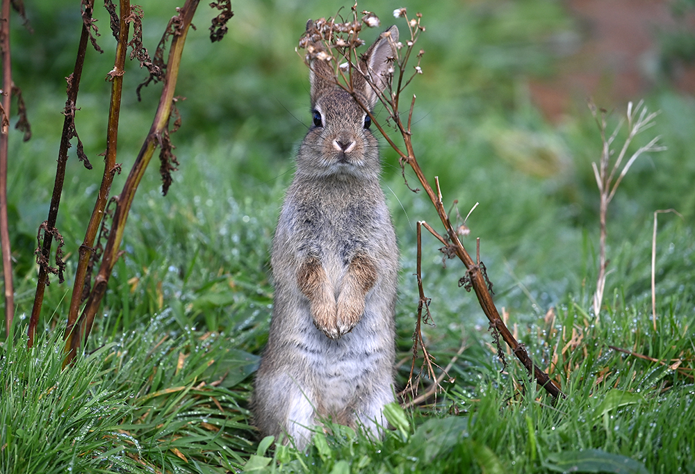 andyjonesfoto1's tweet photo. Young Rabbit, Hope Valley, Derbyshire - 8th Sept 2020. @Natures_Voice @peakdistrict @PeakDistrictNT #Rabbit #rabbitkit #PeakDistrict #Local https://t.co/mgurVGLDhl