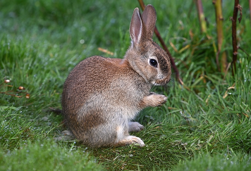 andyjonesfoto1's tweet photo. Young Rabbit has a 'Wash 'n' Brush up, Hope Valley, Derbyshire - 8th Sept 2020. @Natures_Voice @peakdistrict @PeakDistrictNT #Rabbit #rabbitkit #washing #PeakDistrict #Local https://t.co/eVHRLxPlVc