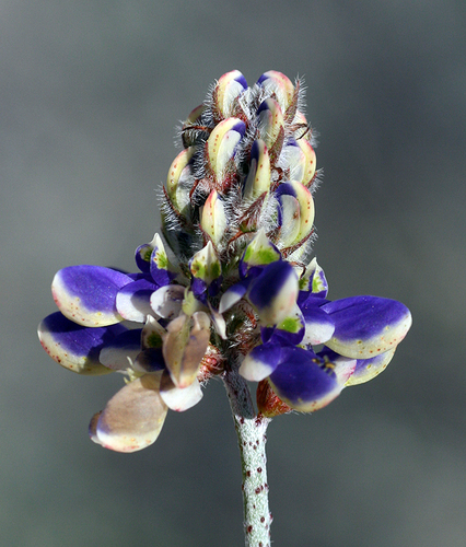 arbolespe's tweet photo. #Cupis (Grammadenia alpina)  F Myrsinaceae. Arbolito de la zona del Paramo andino (Sierra nevada) de hojas alternas, simples, coriáceas, sin estípulas,. Fruto en drupa carnosa https://t.co/VrpqP9o4Ib