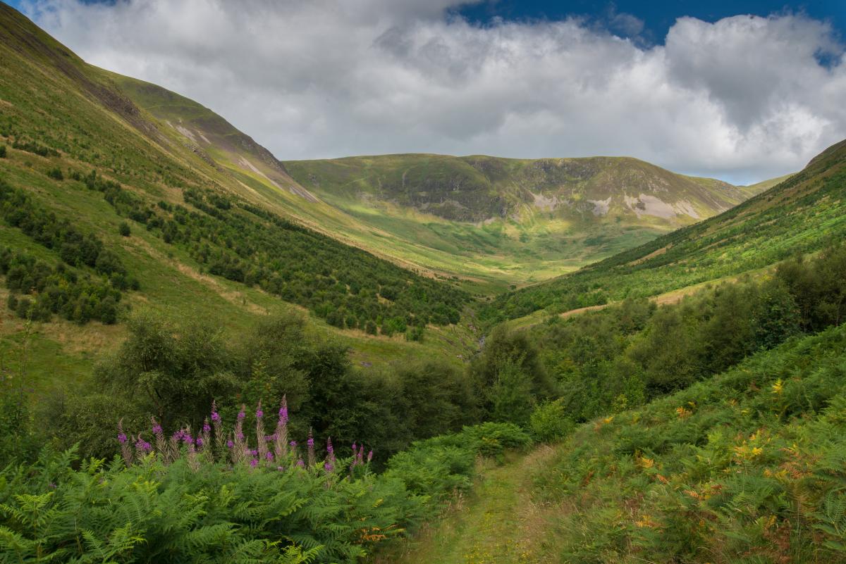 Now, here is Carrifran, a valley in the Scottish borders, as it was 30 years ago and as it is now, after restoration work by  @BordersForest. This could and should be happening everywhere.