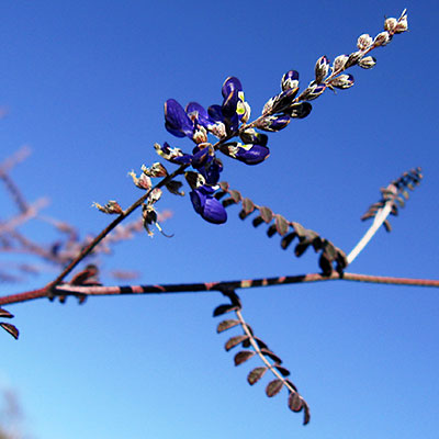 arbolespe's tweet photo. #Cupis (Grammadenia alpina)  F Myrsinaceae. Arbolito de la zona del Paramo andino (Sierra nevada) de hojas alternas, simples, coriáceas, sin estípulas,. Fruto en drupa carnosa https://t.co/VrpqP9o4Ib