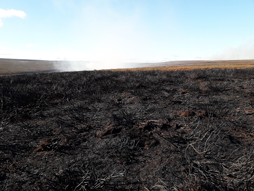 But who owns our uplands? Well, the driven grouse shooting industry 'manages' 16,763 square kilometres, about 8% of the combined area of England and Scotland. Its practices can only be described as ecocidal, all to maximise one species of victim.