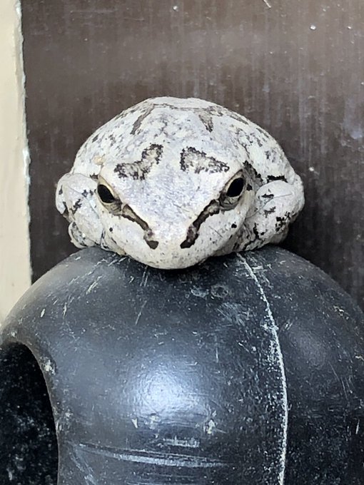 カエルのtwitterイラスト検索結果