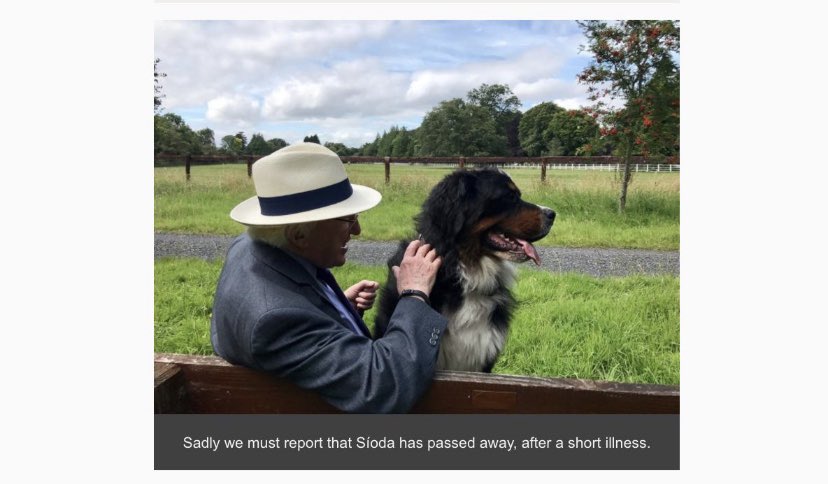 DogsForMichaelD's tweet image. RIP our beautiful friend Síoda 🐾 💔