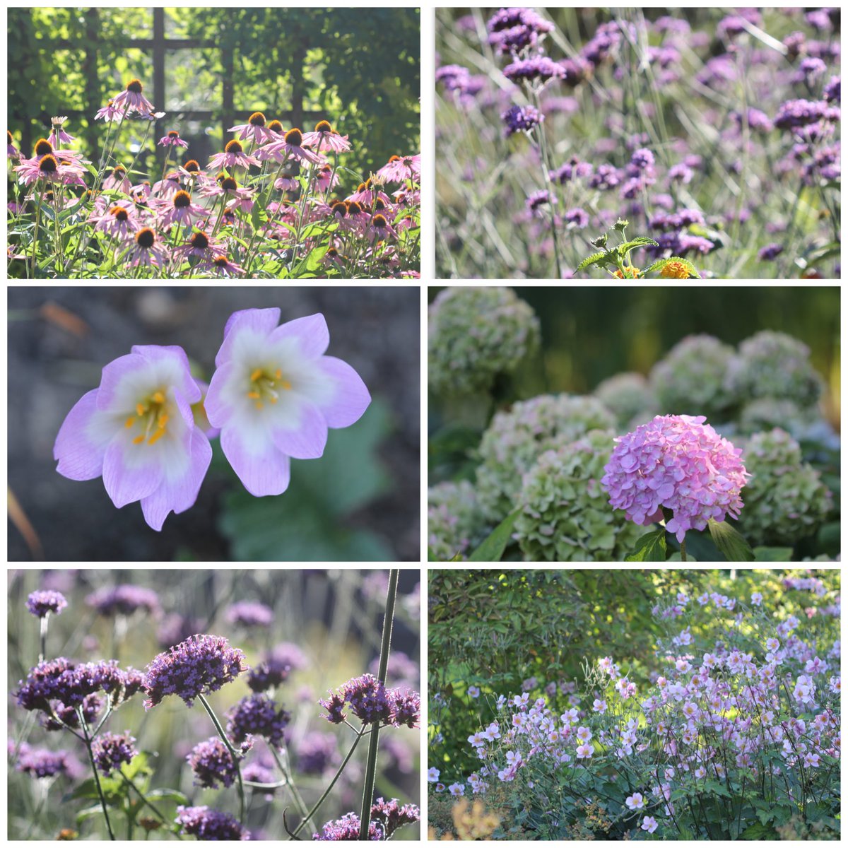 jannibele's tweet photo. My #SixonSaturday is from #botanicalgarden in #Oslo. 
Happy weekend to all! https://t.co/Ns1ehsITyk