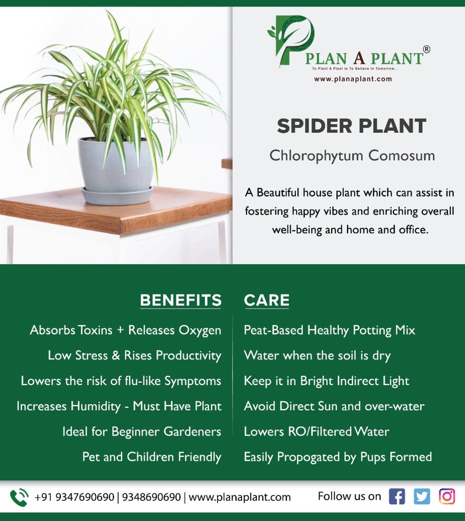 7 Spider Plant Benefits And Why Your Home Needs One