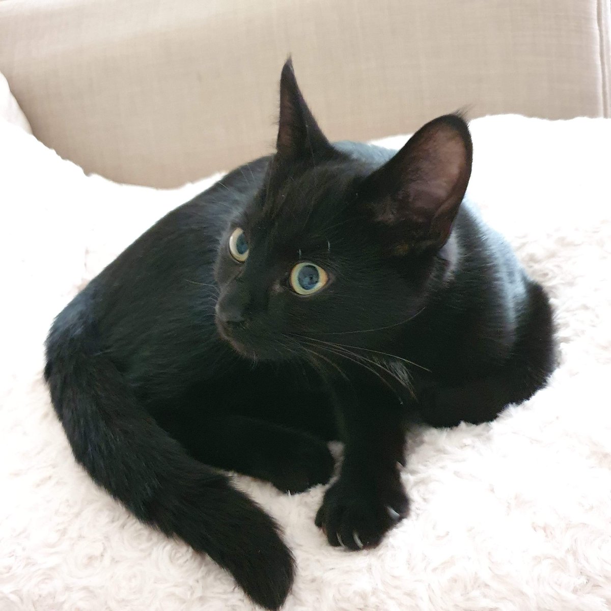 catsofasgard's tweet image. Introducing Odin, our new Asgardian. Happy Caturday  #caturday #happycaturday #catsofasgard #Odin