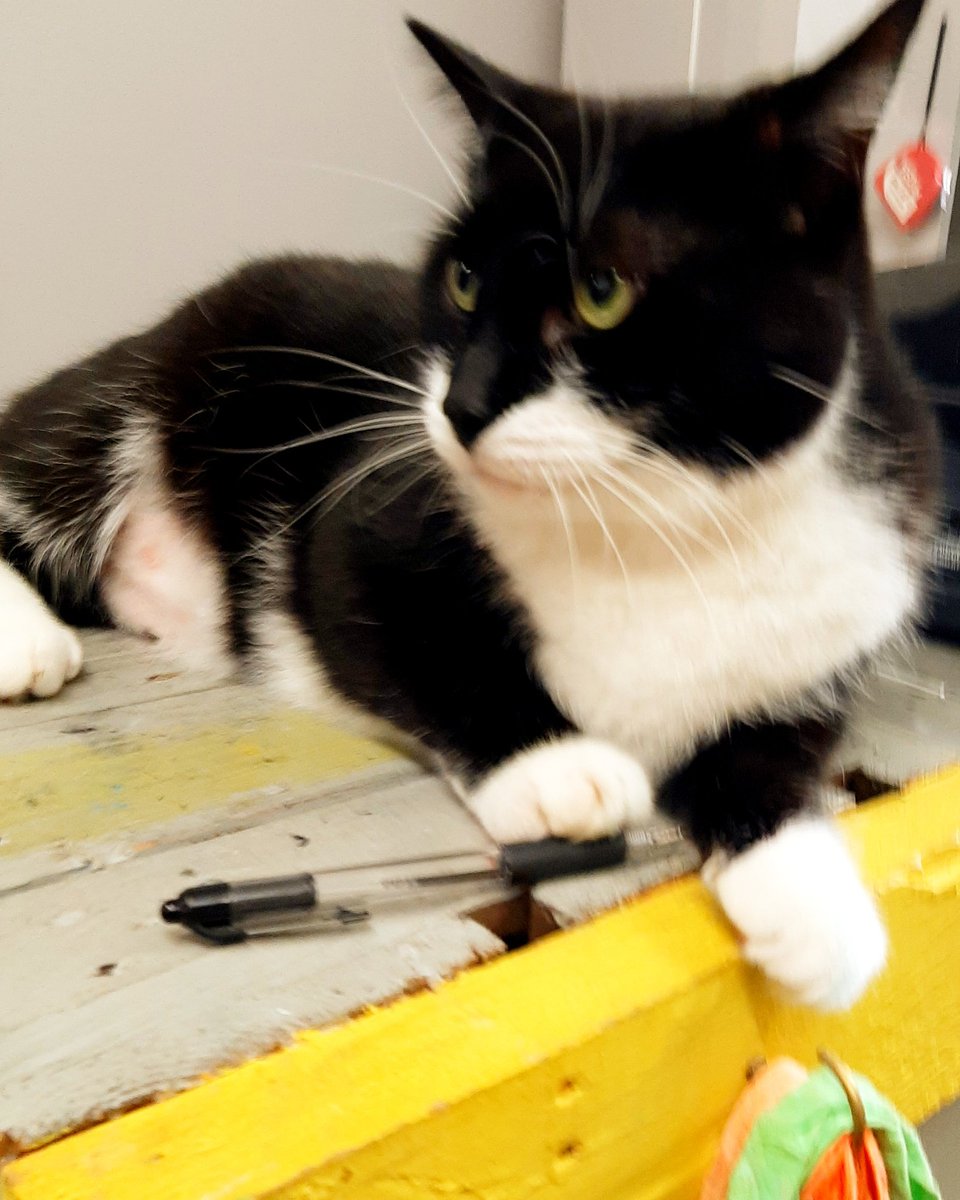 ChromeYellowArt's tweet photo. Mr August is back today as our Saturday shop assistant... Come on and see him... #chromeyellow #leamingtonspa #loveleam #creativeleam #Warwickshire #CatsOnTwitter #Caturday https://t.co/vfp369dnCi